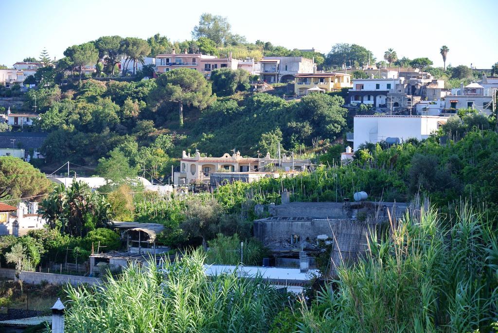 Il Vigneto *