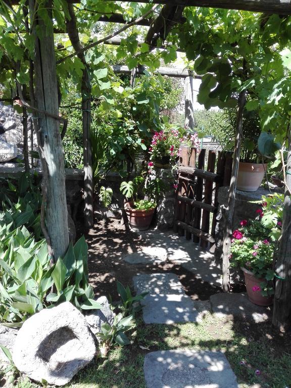 Il Vigneto