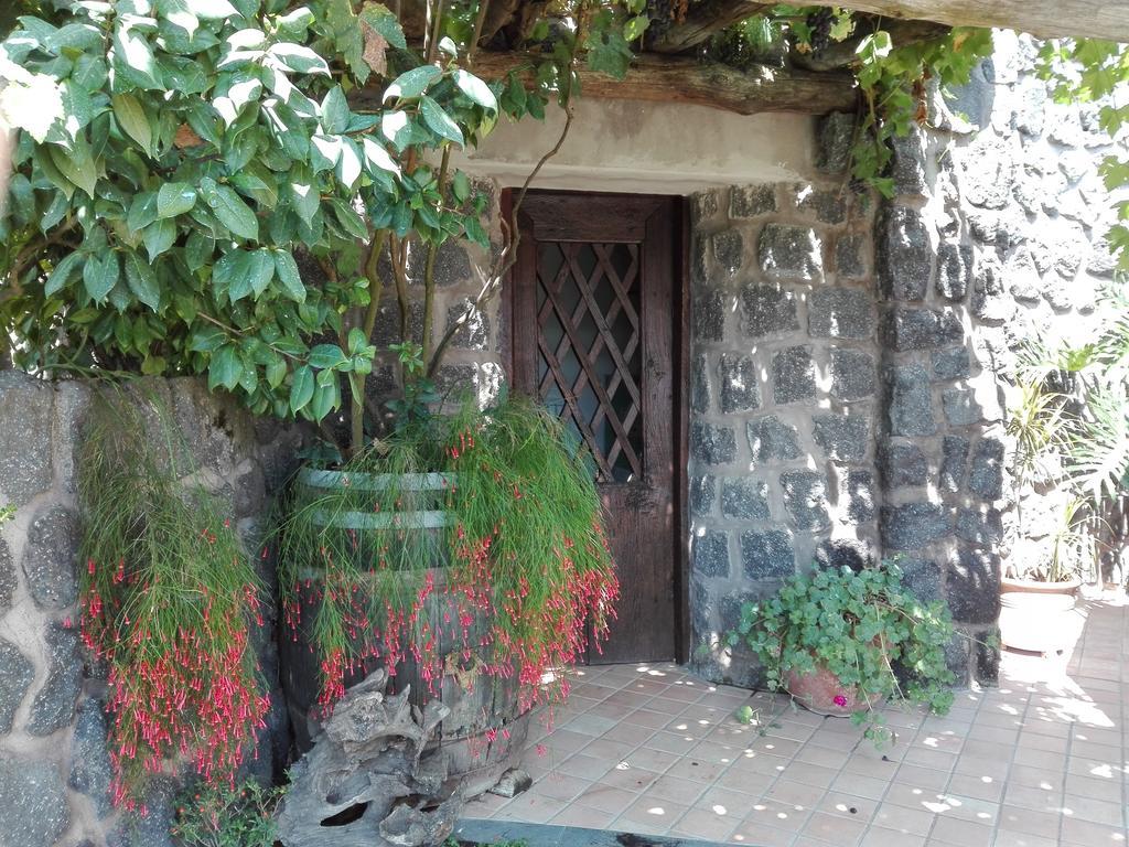Il Vigneto *