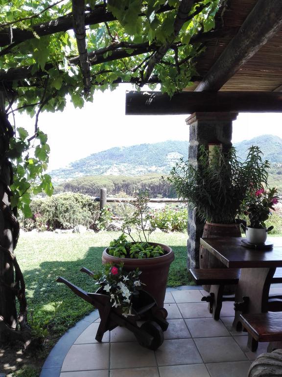 Il Vigneto