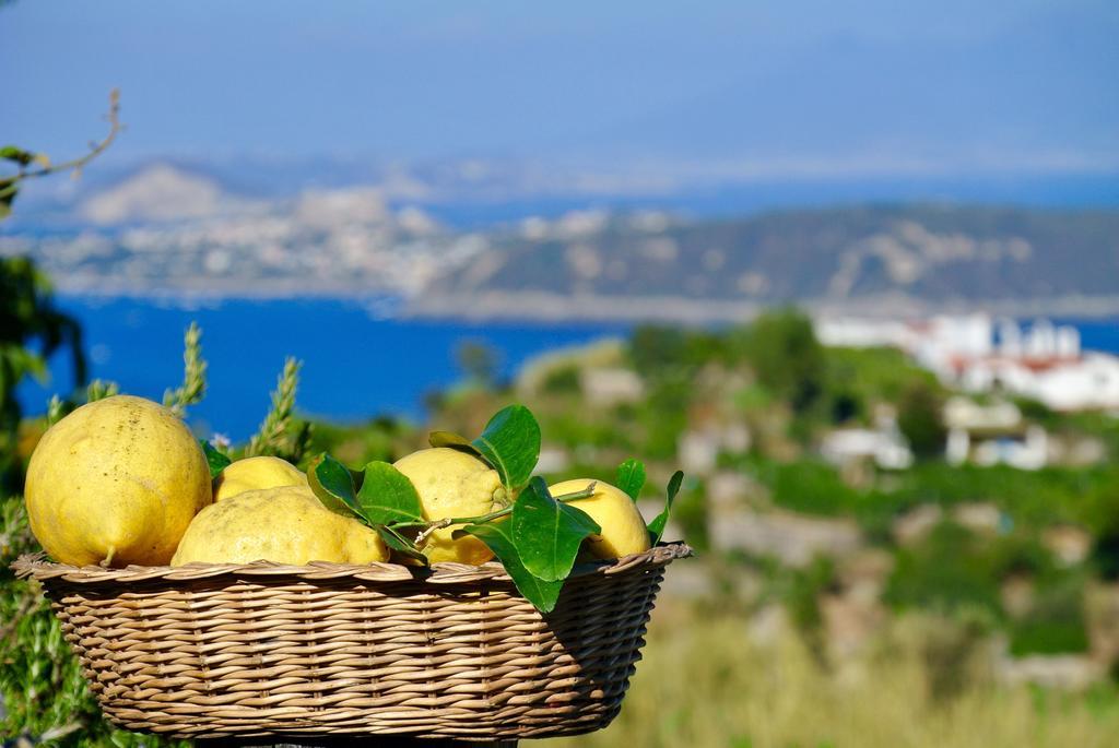 Appartement Il Vigneto Ischia